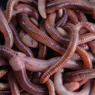 Nash Liquid Wormcell 500ml