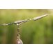 Korda Hybrid Lead Clip Weed 5ks