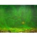 Korda Goo 